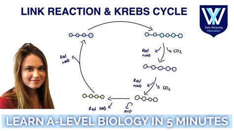 Link Reaction And Krebs Cycle Learn A Level Biology In 5 Minutes Aqa