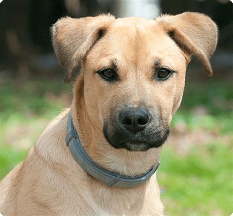 Black Mouth Cur Puppies for Sale | MawooPets.com