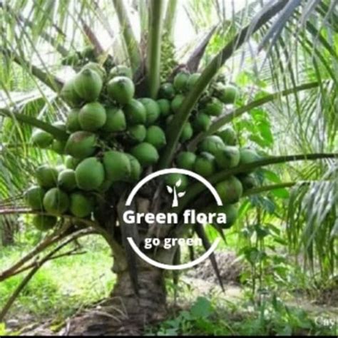 Jual Bibit Pohon Kelapa Hybrida Kelapa Entog Kelapa Genjah Kelapa