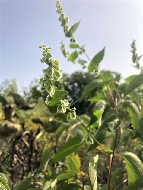 Wisconsin Wildflower False Climbing Buckwheat Fallopia Scandens