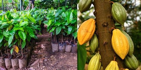 Growing Cocoa Plant At Home: A Quick Guide!