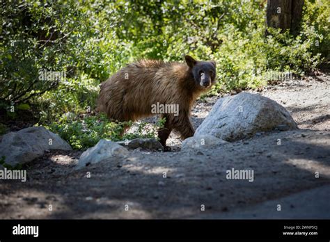 Summer In And Around The Town Of Mammoth Lakes Ca In The Eastern