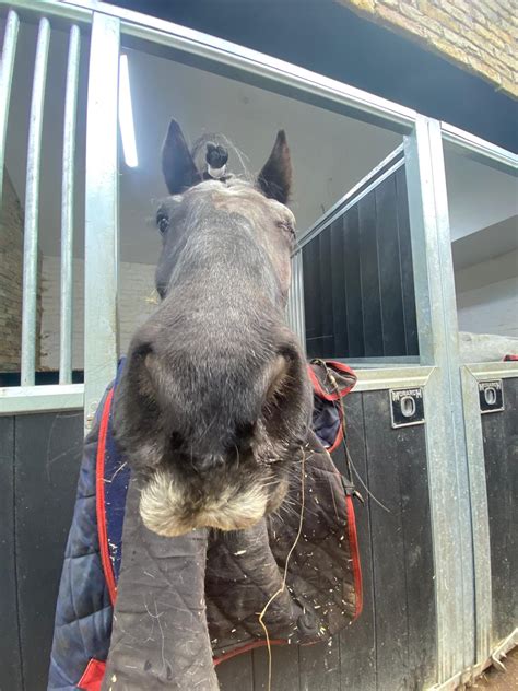 ️ Rizz Is Back Home After Park Lane Stables Rda Facebook