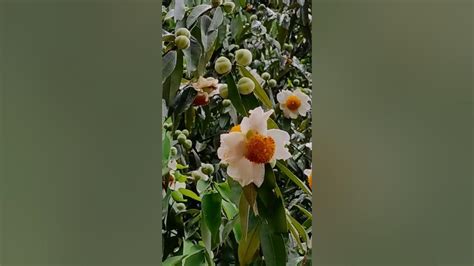 Nahor flower ( mesua ferrea) - YouTube