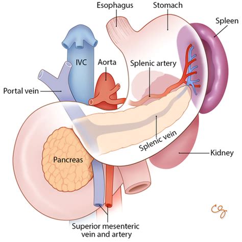 Sonosim Spleen Flashcards Quizlet