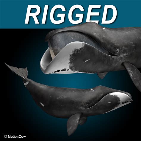 Bowhead Whale Motioncow