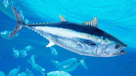 Discover The Top Most Expensive Types Of Tuna In Pets Tutorial