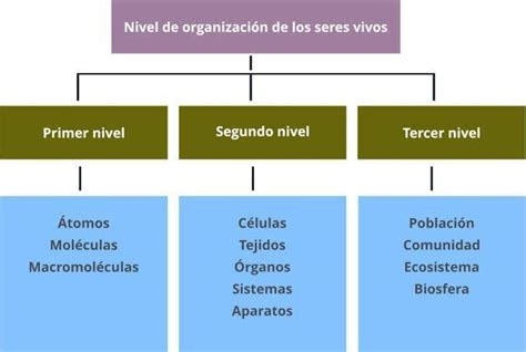 C Mo Se Organizan Los Seres Vivos En La Naturaleza Brainly Lat