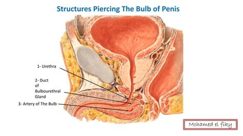 Anatomy Of Perineum Urogenital Triangle PPT