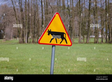 Cattle Road Warning Sign In Wegrow County In Masovian Voivodeship Of