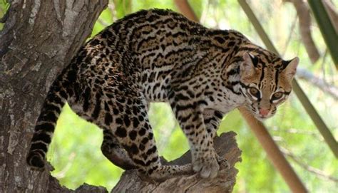 Rare Ocelot Spotted on Camera at South Texas Wildlife Refuge