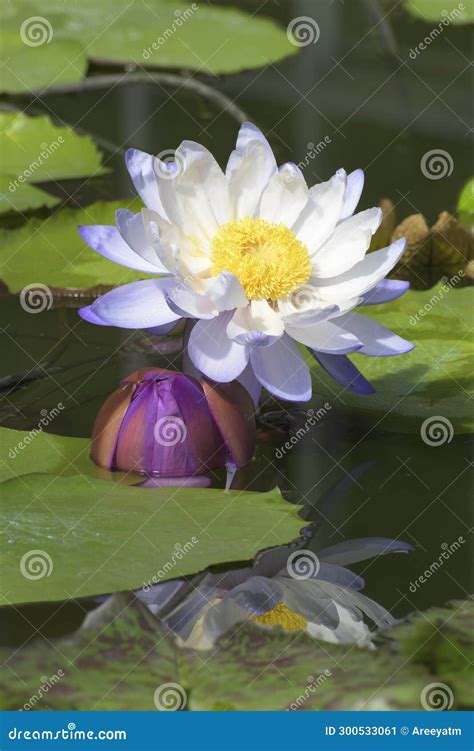 Australian Waterlily Or Nymphaea Gigantea Waterlily Stock Image