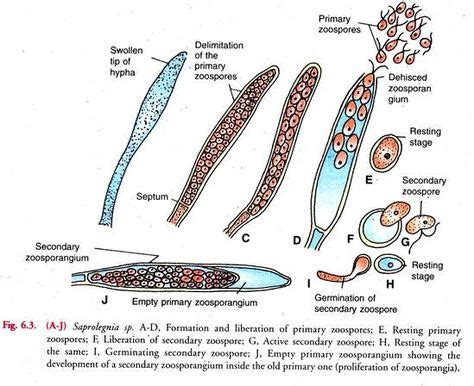 9 Oomycota ideas | fungi, microbiology, lichen moss