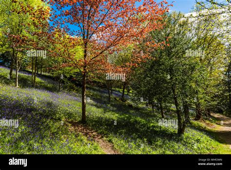 Woodland Bluebells caught in the spring sunshine, Emmetts Garden, Kent ...