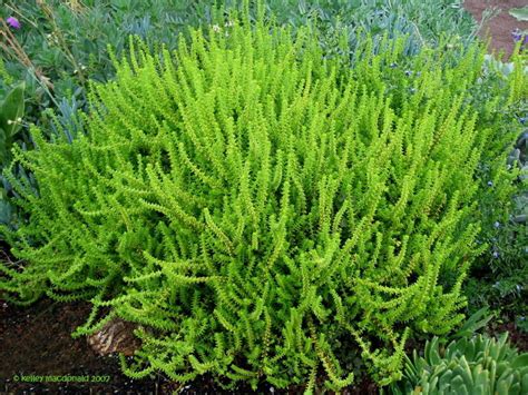 Plantfiles Pictures Crassula Species Watch Chain Plant Clubmoss Crassula Princess Pine