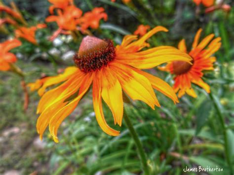 Yellow Coneflowers by jim88bro on DeviantArt