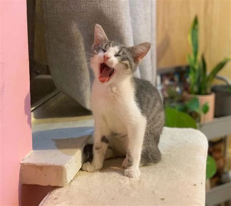 Ce chat bavard a vécu au mieux de ses capacités depuis qu il a été