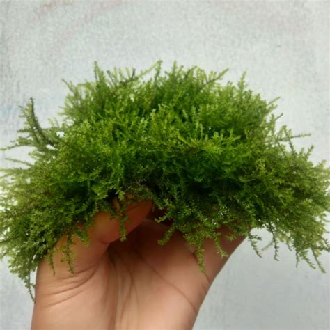 Jual Moss Weeping Lempeng Tanaman Air Aquascape Hiasan Aquarium Full