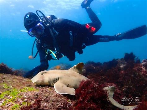 La Jolla Cove Scuba Diving A Guide For Divers Dive California