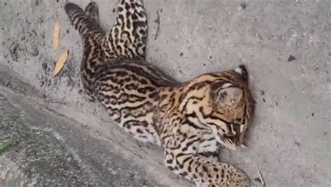 Filhote De Jaguatirica Encontrado Morto Na L Cio Meira Em Barra Do