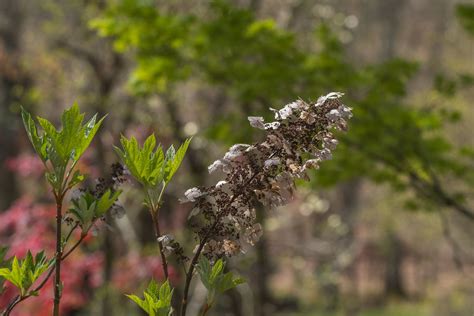 7 Tips For Pruning Oakleaf Hydrangeas