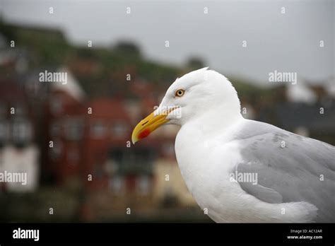 Seagull Whitby North Yorkshire Stock Photo Alamy