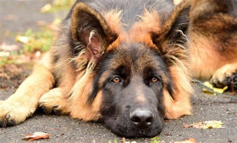 German Shepherd Bite Force | How Hard Does A GSD Bite