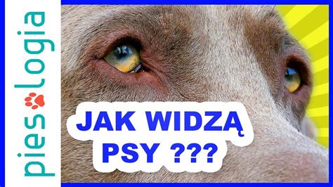 Jak widzą psy YouTube