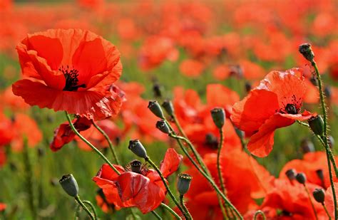 Poppy Hd Field Fog Red Flower Flower Landscape Nature Summer Hd