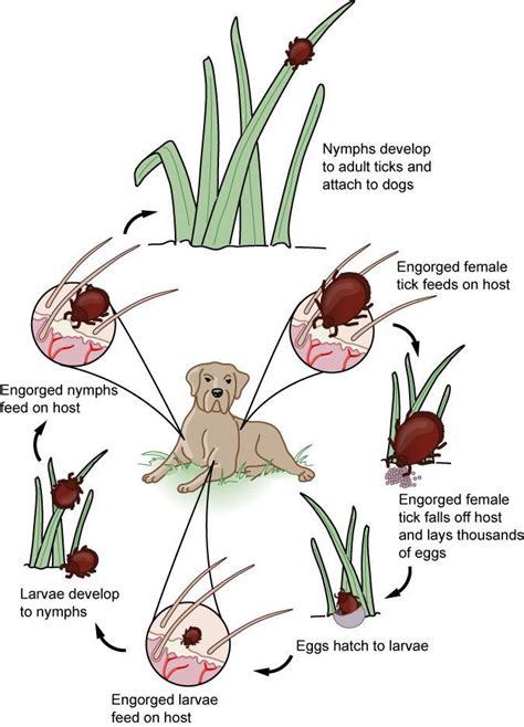 What You Need To Know About Ticks Reynoldsburg Veterinarian