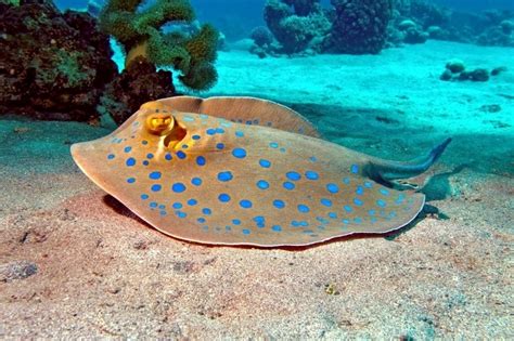 Blue-spotted Stingray – "OCEAN TREASURES" Memorial Library