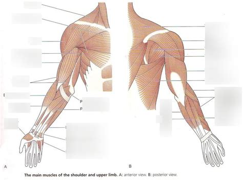 Upper Limb Muscles Diagram Quizlet