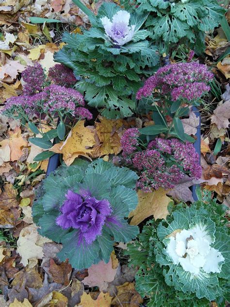 In The Garden: Ornamental Cabbage