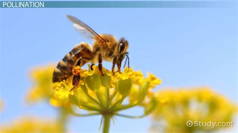 Pollination Lesson for Kids: Definition & Process - Lesson | Study.com