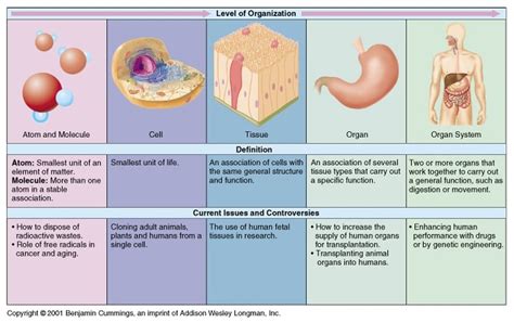 Human Organization Biomodderfied