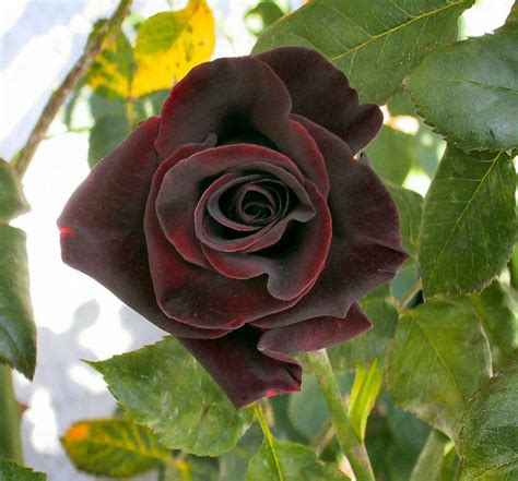 Photo Of The Bloom Of Rose Rosa Black Magic Posted By Strever