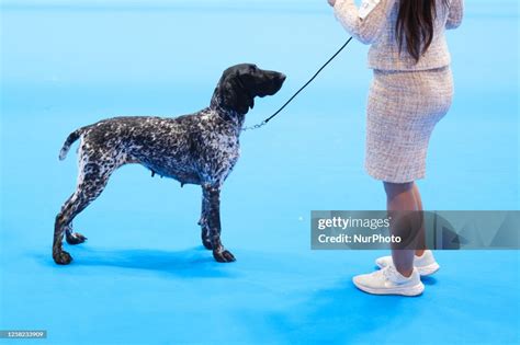 People take part in World Dog Show 2023 Madrid with their dogs at ...