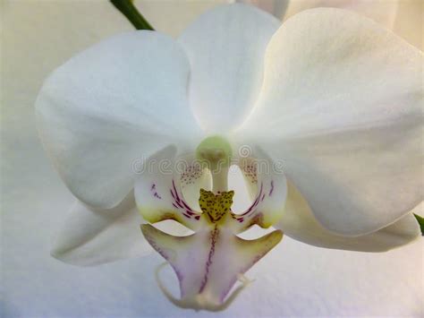 Closeup Of Very Beautiful White Phalaenopsis Orchid Flower Head