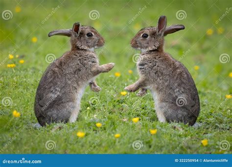 Composite of Two Rabbits Facing Each Other Stock Photo - Image of wild ...