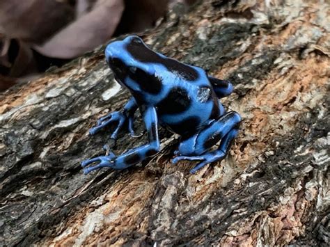 Blue Azureus Dart Frog For Sale