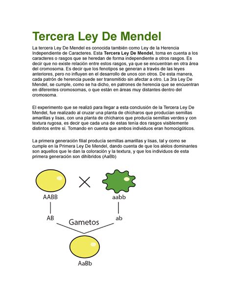 Tercera Ley De Mendel Esta Tercera Ley De Mendel Toma En Cuenta A