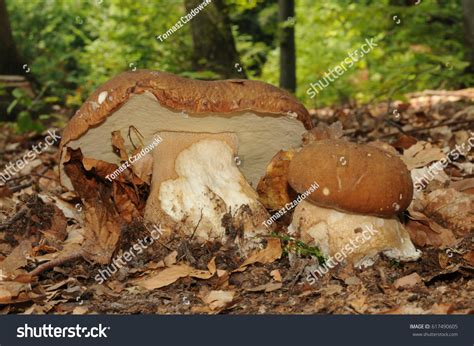 Boletus Reticulatus Formerly Known Boletus Aestivalis Stock Photo