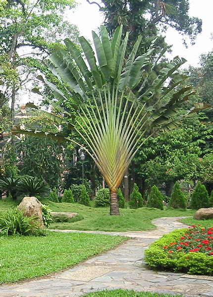 10 Plants That Look Like Palm Trees But Are Not