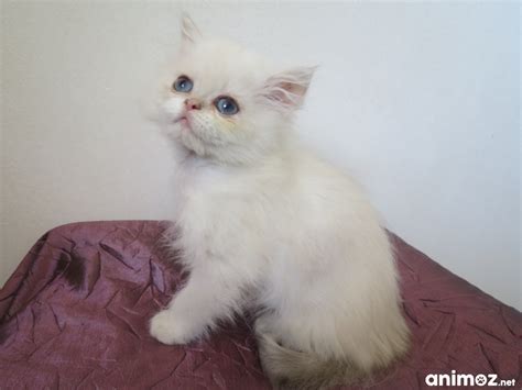 Dispo De Suite Chaton Persan Blue Golden Tabby Point Femelle Ain 01