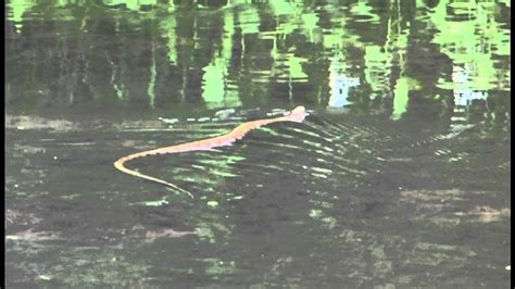 Cottonmouth Water Moccasin In The Stones River Tn Youtube