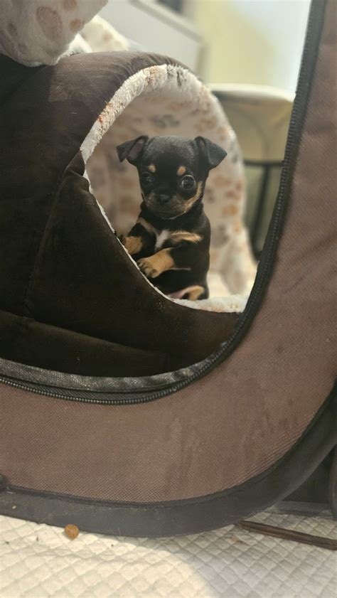 Szczeniak Chihuahua Warszawa Wola Olx Pl