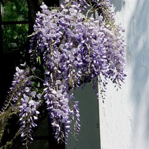 Glicynia kwiecista Wisteria floribunda opis wygląd wymagania