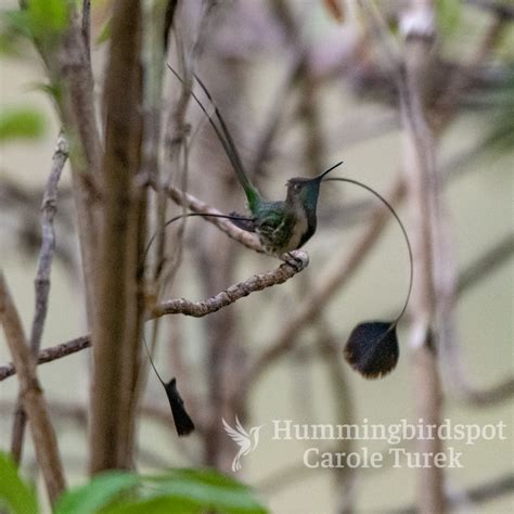 Marvelous Spatuletail | Hummingbird Facts Information | Hummingbird ...