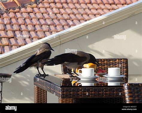 Crows eating hi-res stock photography and images - Alamy