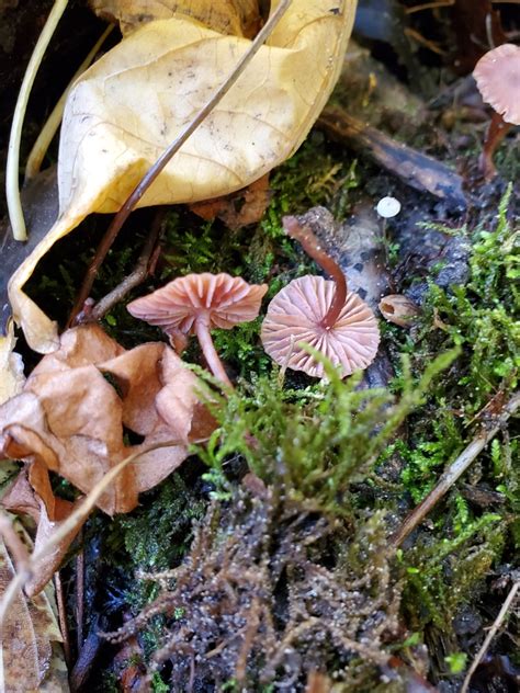 Laccaria Ohiensis Gu A De Macrohongos M S Comunes De La Reserva Aurora